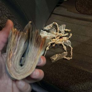 Mulher � presa por tr�fico e GCM apreende 55 pedras de crack