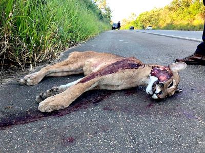 ​Ona  encontrada morta na rodovia SP-264, no bairro da Ilha