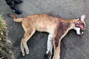 ​Ona  encontrada morta na rodovia SP-264, no bairro da Ilha