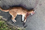 ​Ona  encontrada morta na rodovia SP-264, no bairro da Ilha