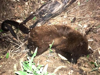 Mais quatro macacos so encontrados mortos no bairro Caxang