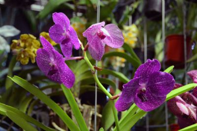 Inscries abertas para o curso de Cultivo de Orqudeas no Sindicato Rural
