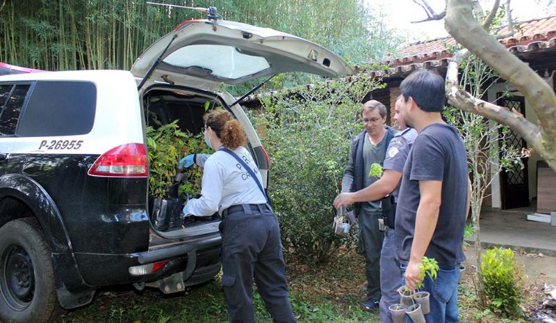 Polcia apreende plantao de maconha em stio de Pilar do Sul