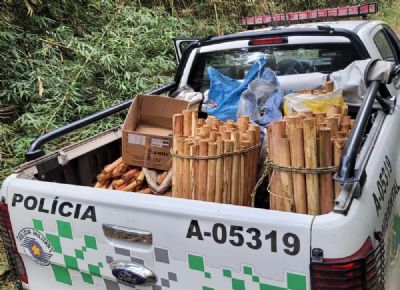 Polcia Ambiental apreende mais de 400 unidades de palmito-juara em Pilar do Sul