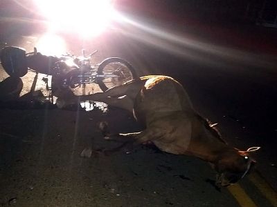 Motociclista fica ferido ao colidir e matar gua na SP-250, na Lavrinha