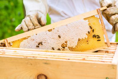 Inscries abertas para o curso de Apicultura - Gesto e Planejamento do Apirio