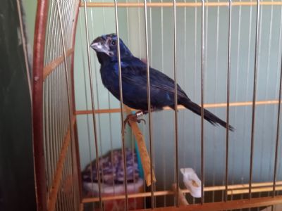 ​PM Ambiental flagra criador com pssaros irregulares em Pilar do Sul