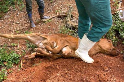 Pilar do Sul registra casos de raiva bovina no Pombal e Claro