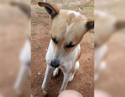 Homem  detido aps matar cachorro a marretadas em Pilar do Sul