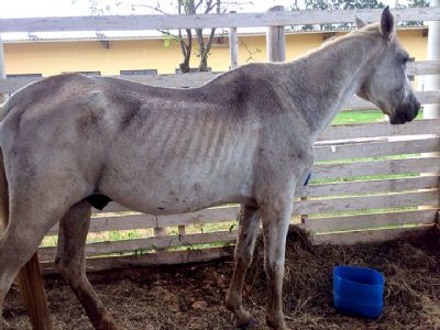 ​Cavalo apreendido  furtado de abrigo da Zoonoses no Chico Mineiro