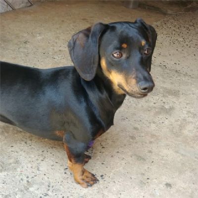 Procura-se o cachorrinho 𝐃𝐈𝐓𝐈𝐍𝐇𝐎