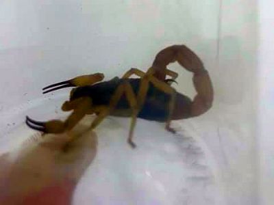 Homem  hospitalizado aps ser picado por escorpio no centro de Pilar do Sul