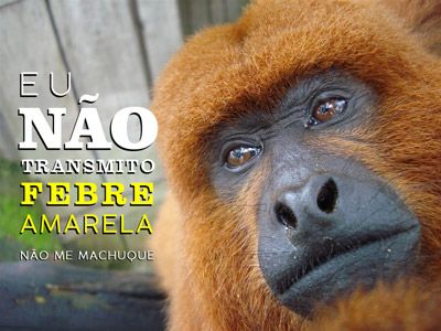 Deram positivos exames de mais dois macacos mortos por febre amarela na Canania