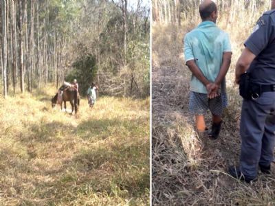 Ladro  preso aps furtar e abater bovino em stio no bairro da Ilha