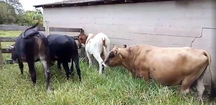 Ladres furtam bovinos em stio no bairro Congonhas