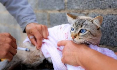 Por falta de vacinas, no haver campanha antirrbica em SP neste semestre