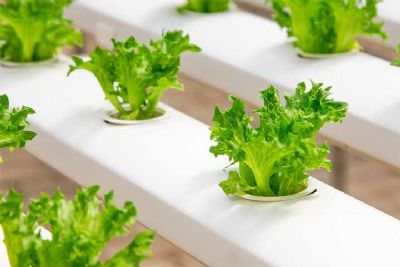 Sbado tem palestra sobre cultivo hidropnico na escola Rechineli