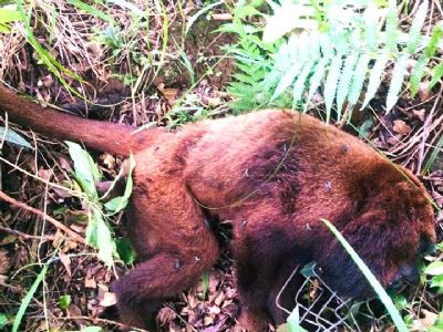 Zoonoses confirma mais quatro macacos mortos por febre amarela