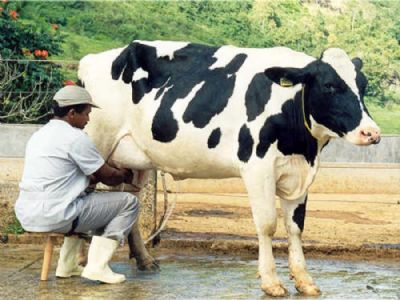 ​Sindicato Rural convida produtores para o Programa Proleite do Senar