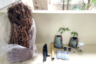 PM aprende plantas de maconha no bairro da Paineira
