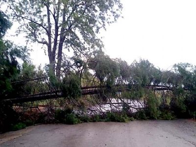 Chuva e vento forte derrubam rvores na estrada do Caxang