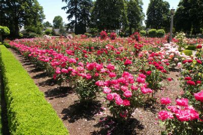 Inscries abertas para o curso de 'Manejo e Trato Culturais de Rosas'